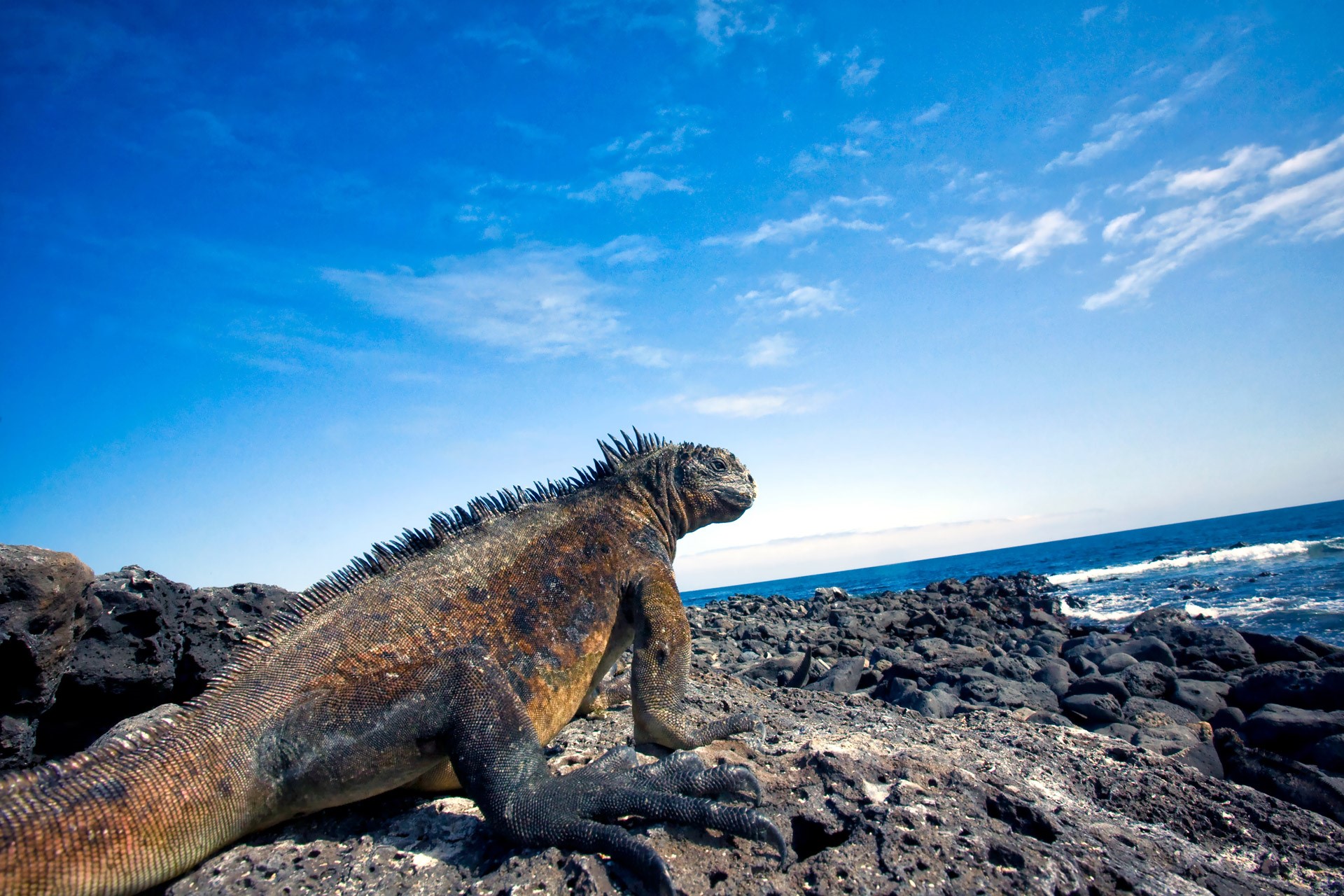 Descubra Galápagos Tus Viajes a Bali Descubra Galápagos Tus Viajes a Bali